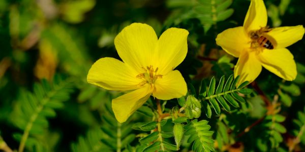 Kako pravilno dozirati tribulus terrestris